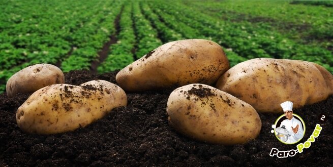 Как хранить картофель в яме